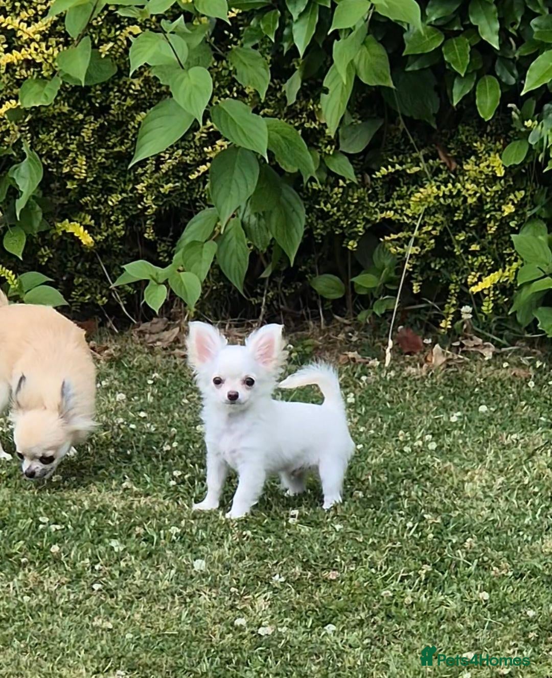 Chihuahua dogs KC registered 6 months old Longcoat puppy - Advert 1