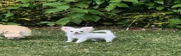Chihuahua dogs for sale: KC registered 6 months old Longcoat puppy - Advert 1
