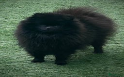 Pomeranian dogs for sale: ** TRUE TO TYPE BLACK POMERANIAN PUPPIES ** - Image 16