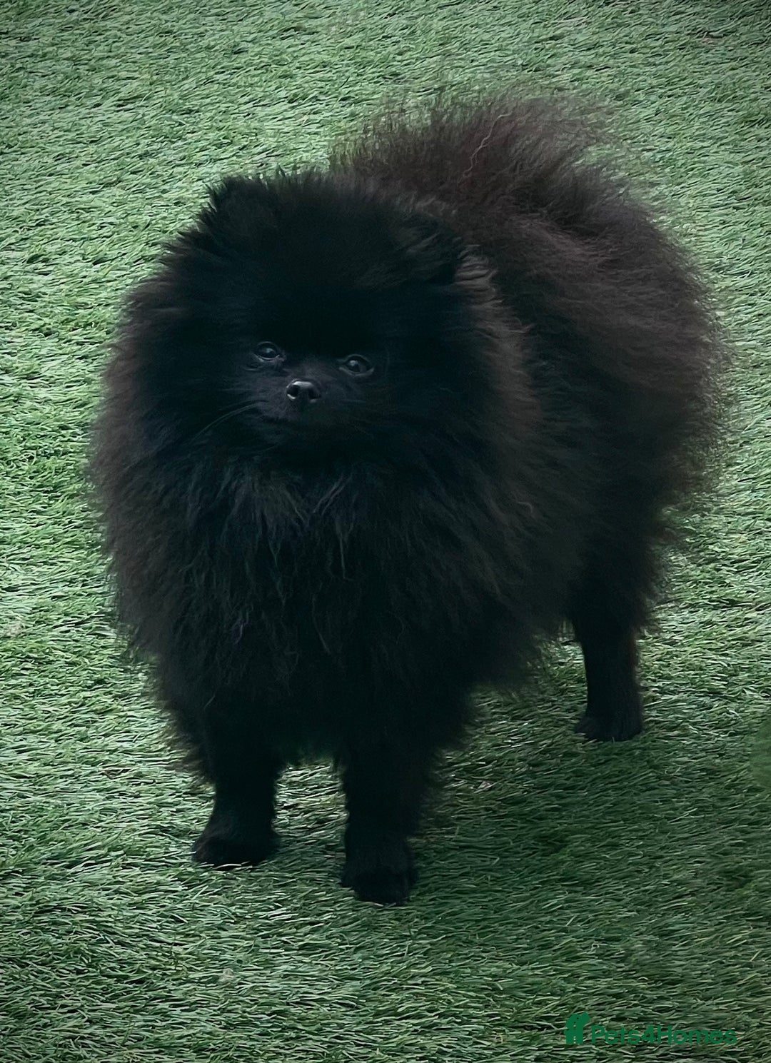 Pomeranian dogs for sale: ** TRUE TO TYPE BLACK POMERANIAN PUPPIES ** - Image 16