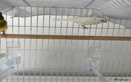 Canaries birds for sale: Canary  - Image 5