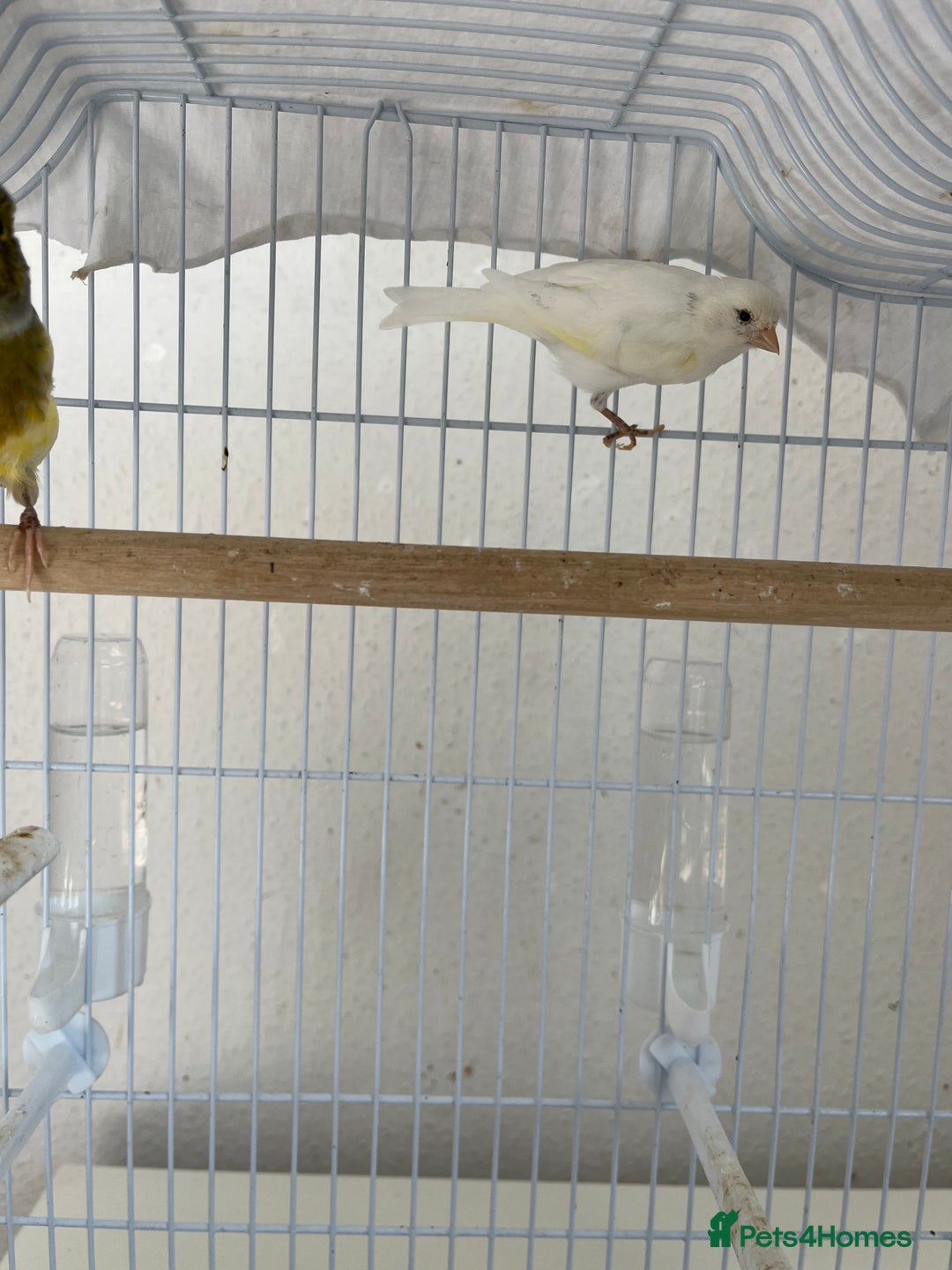 Canaries birds for sale: Canary  - Image 5