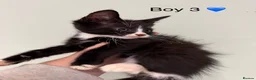Mixed Breed cats for sale: Mainecoon X kittens  - Advert 6