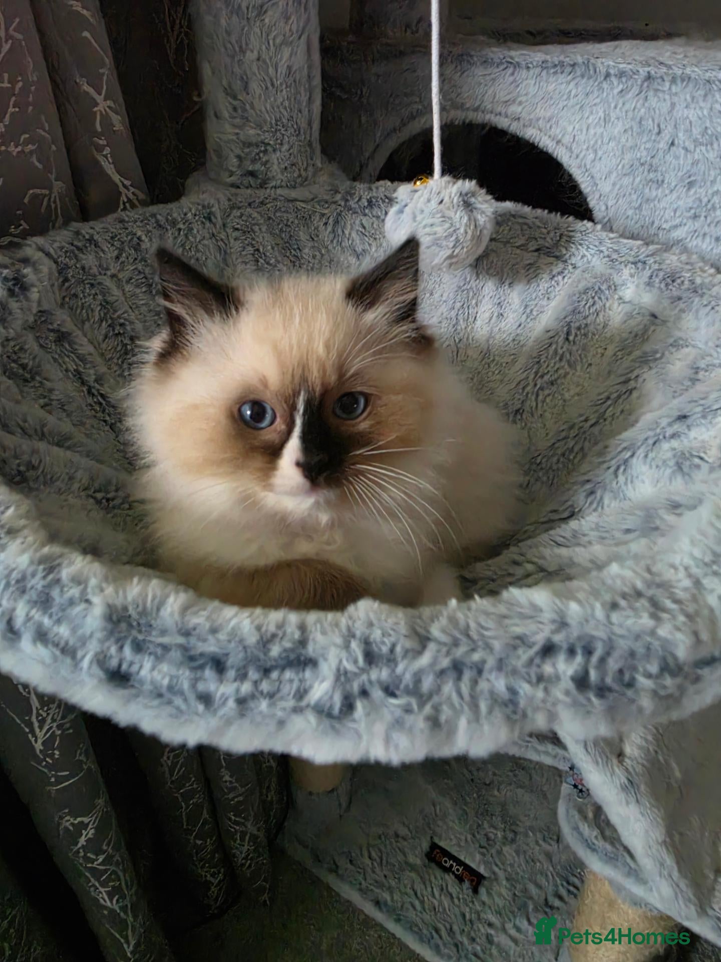 Ragdoll cats Registered Ragdoll Kittens  - Advert 2