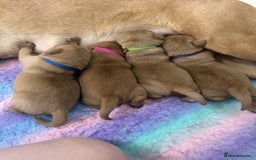 Labrador Retriever dogs for sale: Fox red Labrador puppies for sale - Image 12