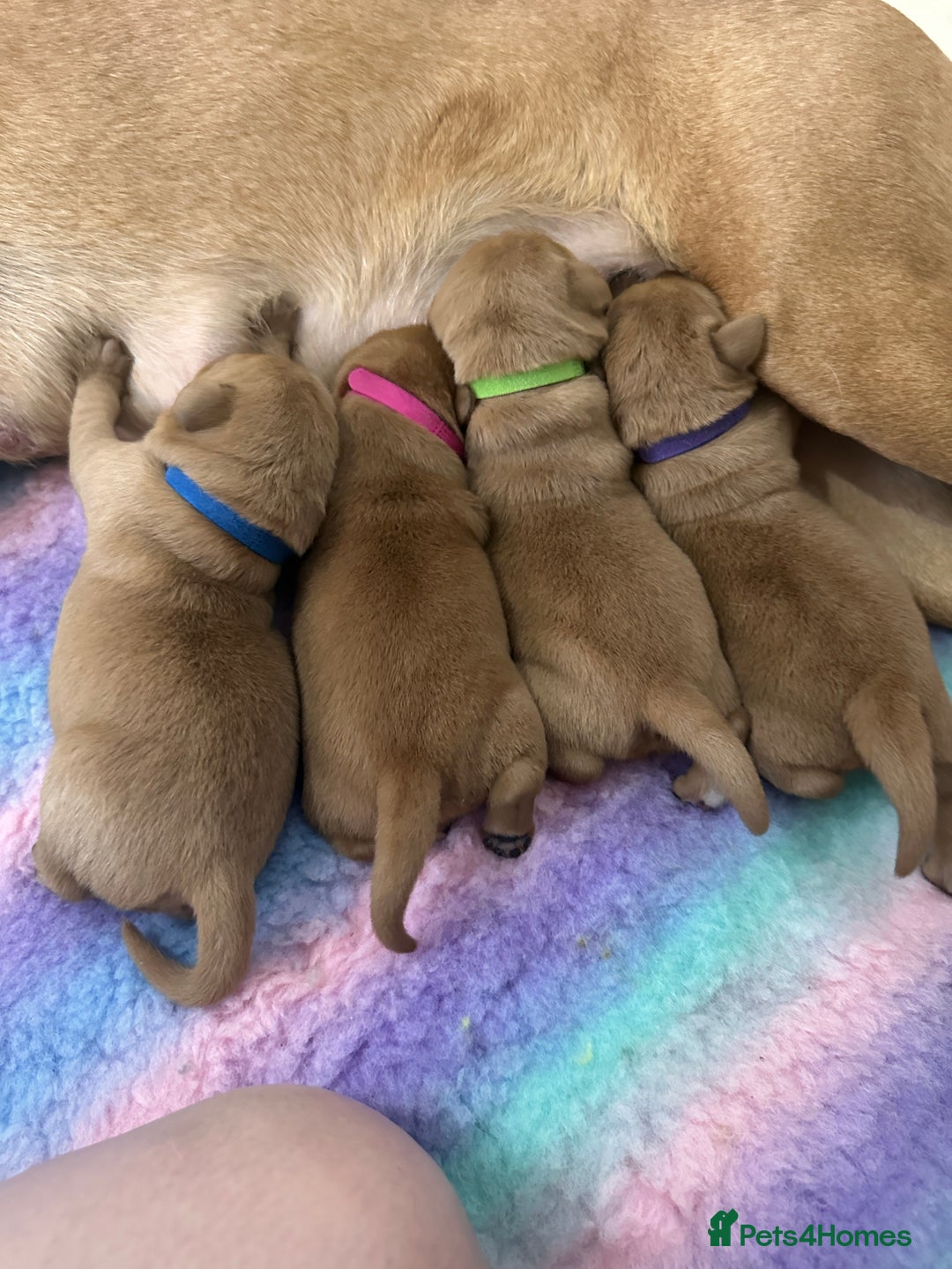 Labrador Retriever dogs for sale: Fox red Labrador puppies for sale - Image 12