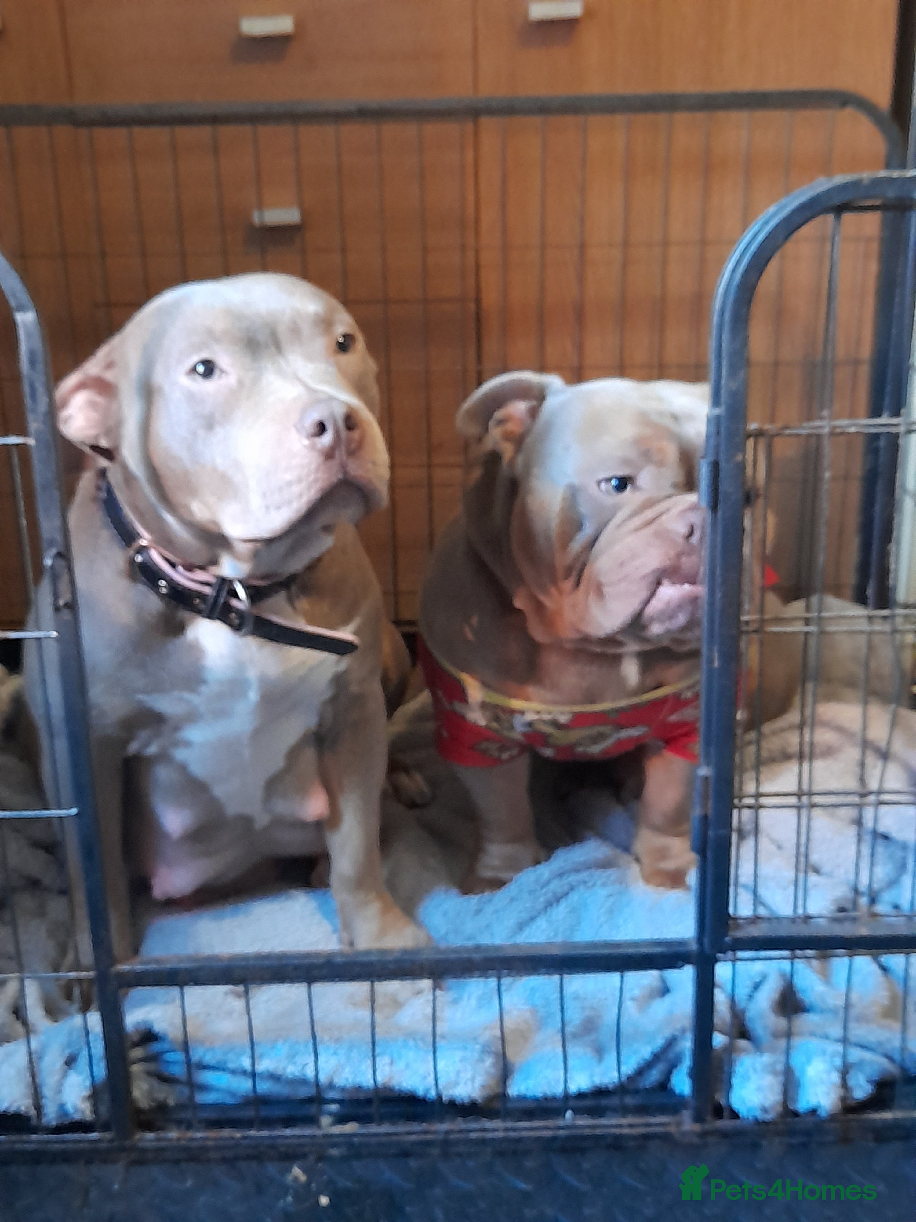 Mixed Breed dogs Exotic micro bullys - Advert 1