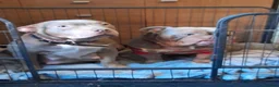 Mixed Breed dogs for sale: Exotic micro bullys - Advert 1