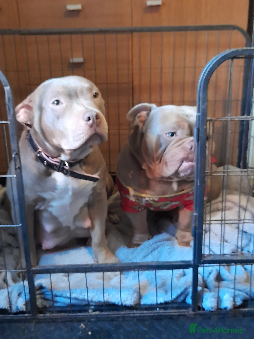 Mixed Breed dogs for sale: Exotic micro bullys - Advert 1