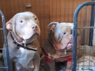 Mixed Breed dogs Exotic micro bullys - Advert 1