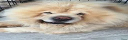 Chow Chow dogs for sale:  3 Black Female Chow Chow Puppies Available  - Advert 12