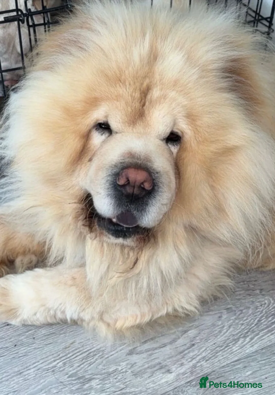 Chow Chow dogs for sale:  3 Black Female Chow Chow Puppies Available  - Advert 12