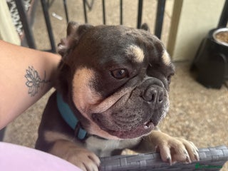 French Bulldog dogs in Leigh-on-Sea - Advert 15