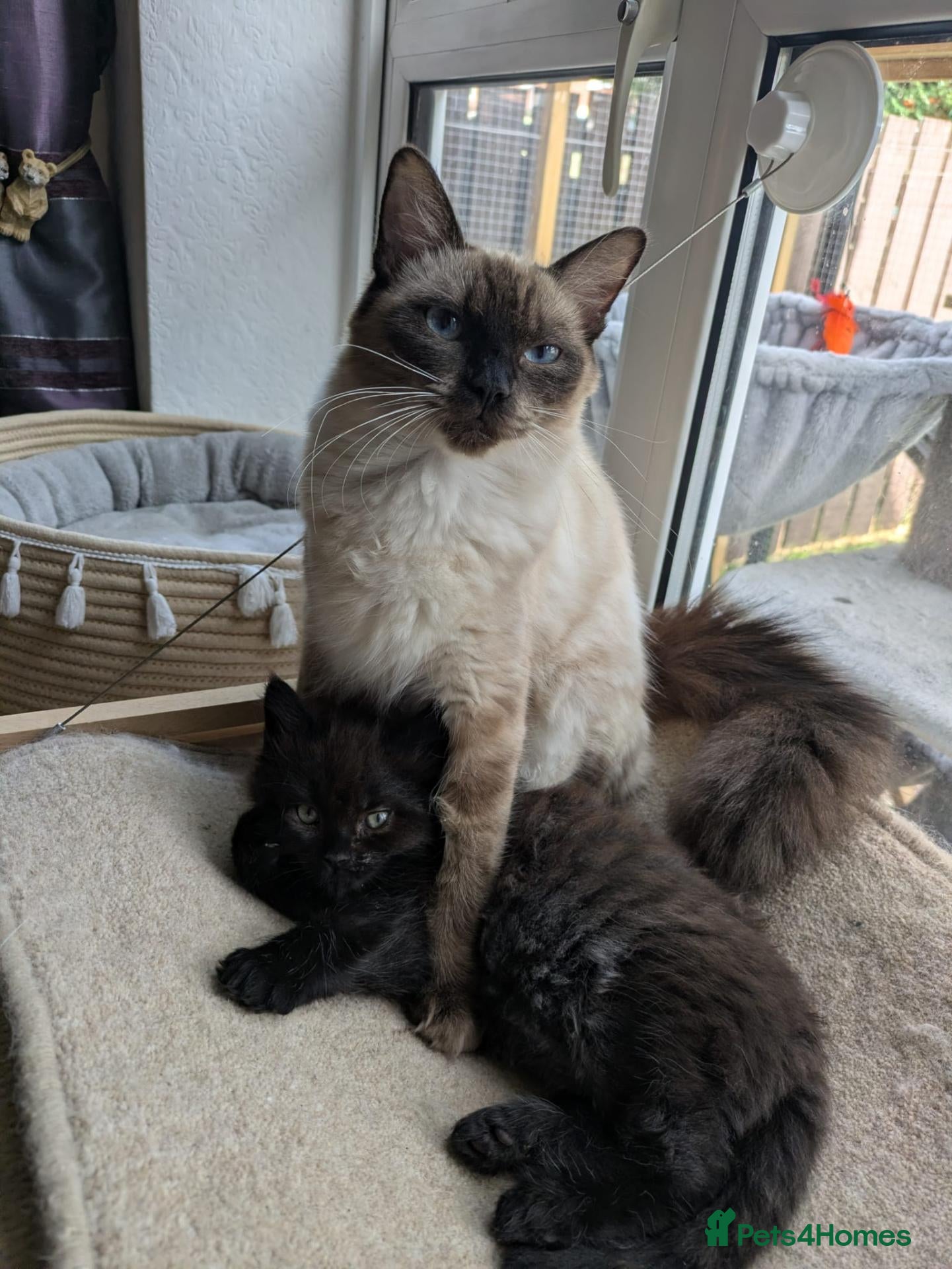 Ragcoon cats for sale: Stunning Ragcoon girl  - Advert 11
