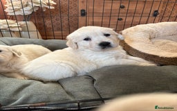 Golden Retriever dogs for sale: Golden Retriever Puppies  - Advert 6