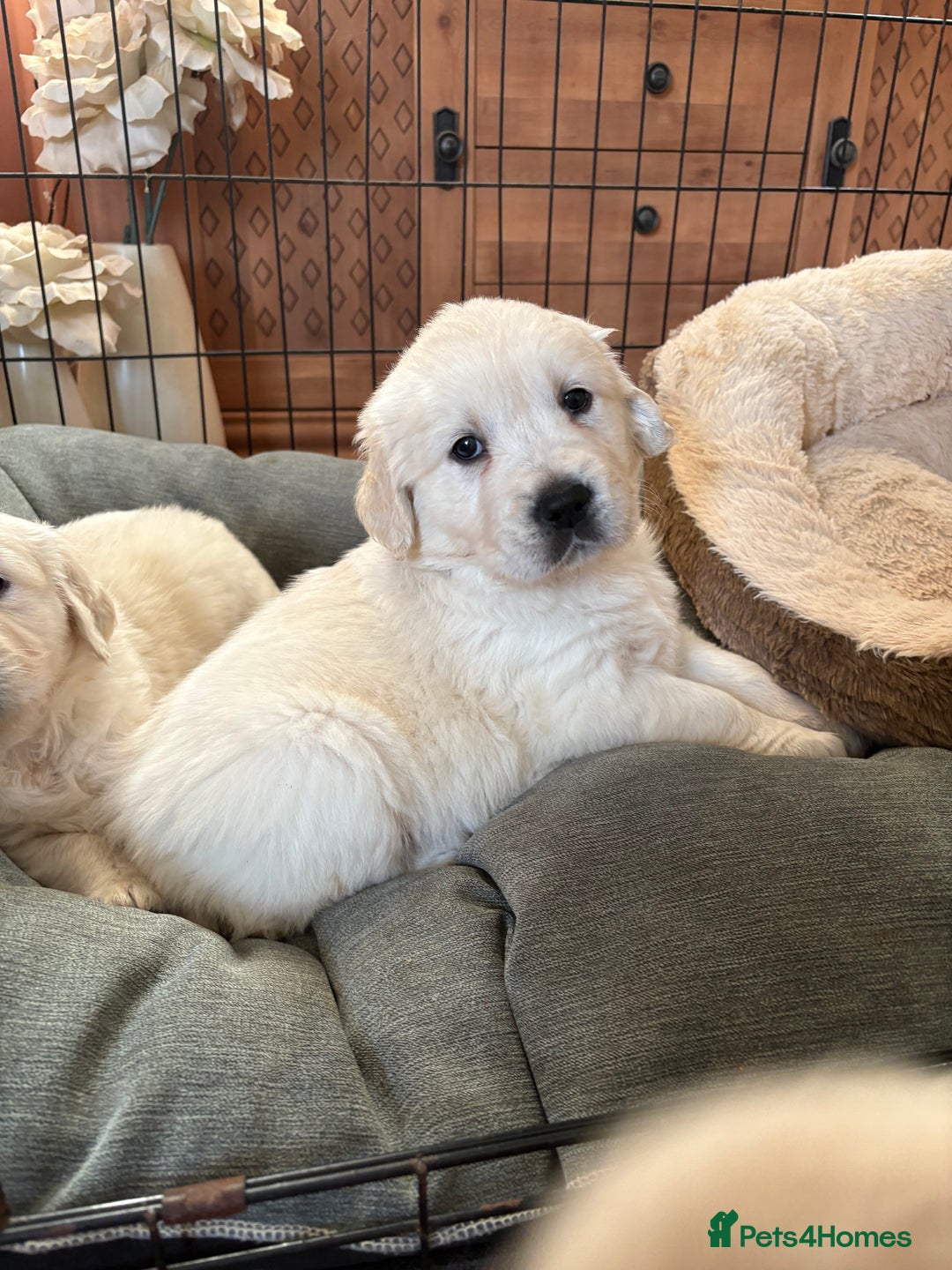 Golden Retriever dogs for sale: Golden Retriever Puppies  - Advert 6