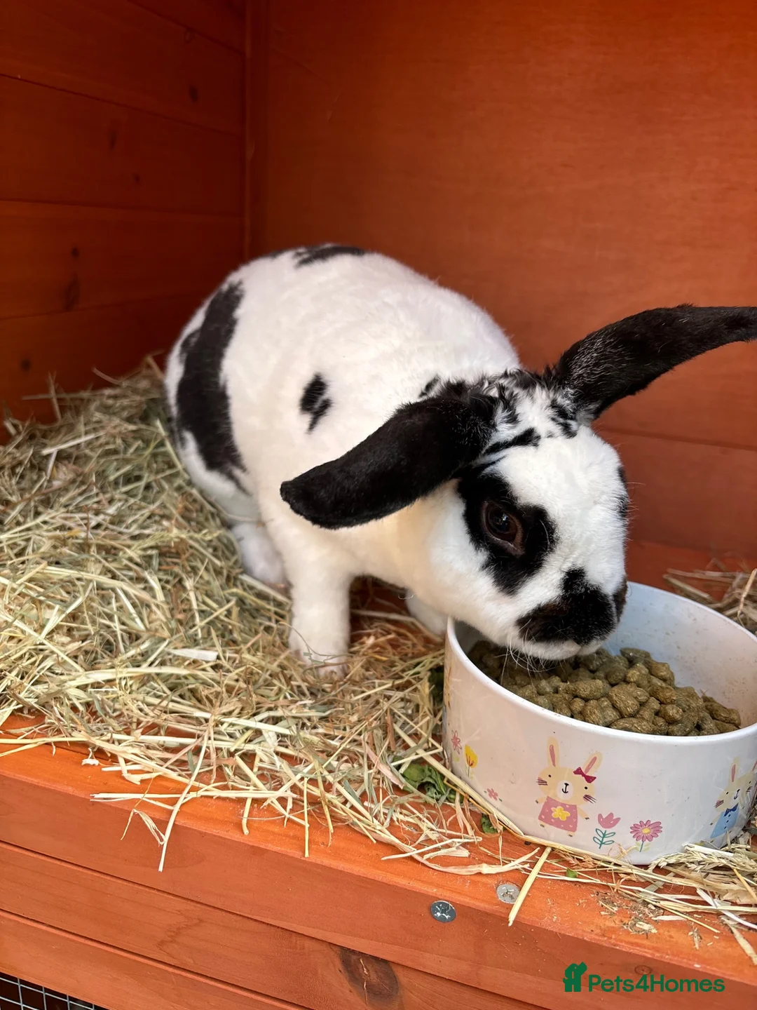 Mixed Breed rabbits for sale: Rabbit  in Chester - Advert 2