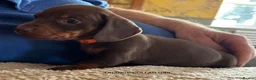 Miniature Dachshund dogs for sale: Adorable litter of Miniature Dachshund Puppies - Advert 9