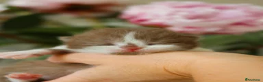 British Shorthair chocolate bi colour 