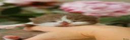 British Shorthair cats for sale: British Shorthair Kittens - Registered & Licensed - Advert 6
