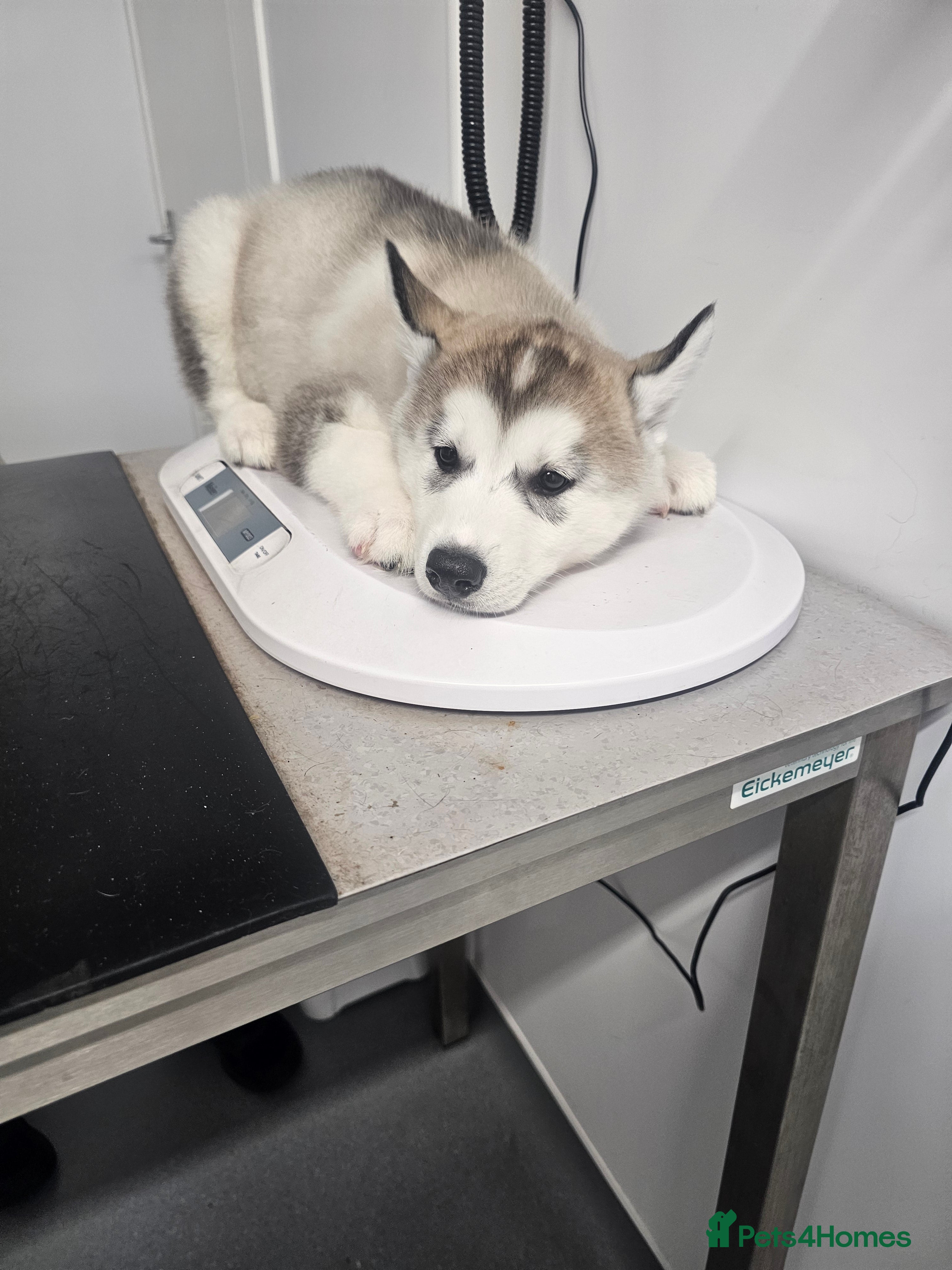 Siberian Husky dogs Last Girl avaialble now - Advert 3