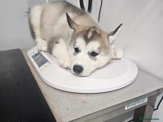 Siberian Husky dogs Last Girl avaialble now - Advert 2