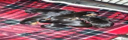 Miniature Dachshund dogs for sale: Miniature dachshund  - Advert 8