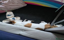 Jack Russell dogs for sale: Jack rusell terrier - Image 3