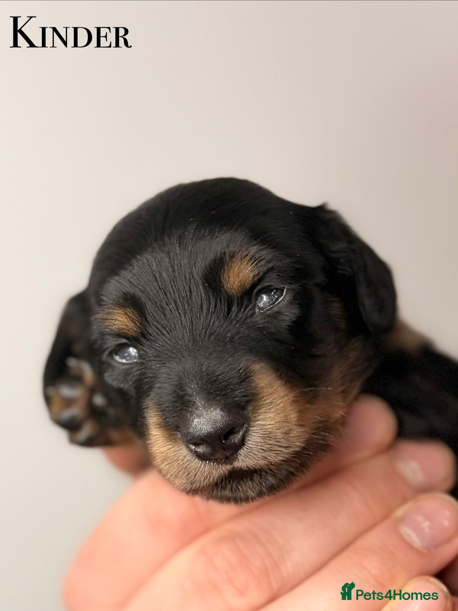 Miniature Dachshund dogs Pedigree Longhaired Miniature Dachshunds  - Advert 4