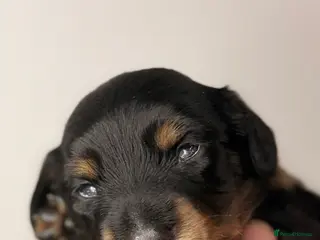 Miniature Dachshund dogs Pedigree Longhaired Miniature Dachshunds - Advert 4