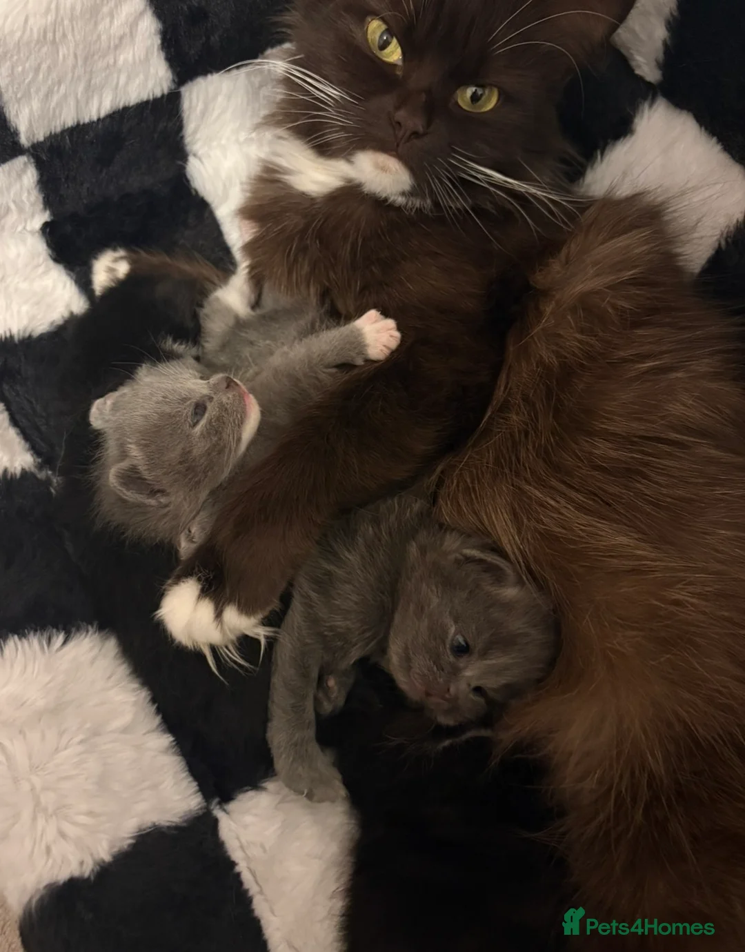 Mixed Breed cats for sale: 4 Adorable Kittens  - Advert 1