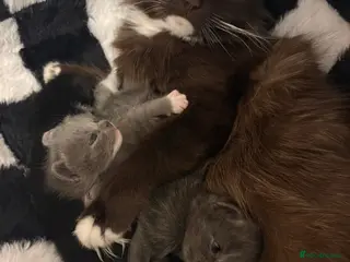 Mixed Breed cats 4 Adorable Kittens - Advert 1