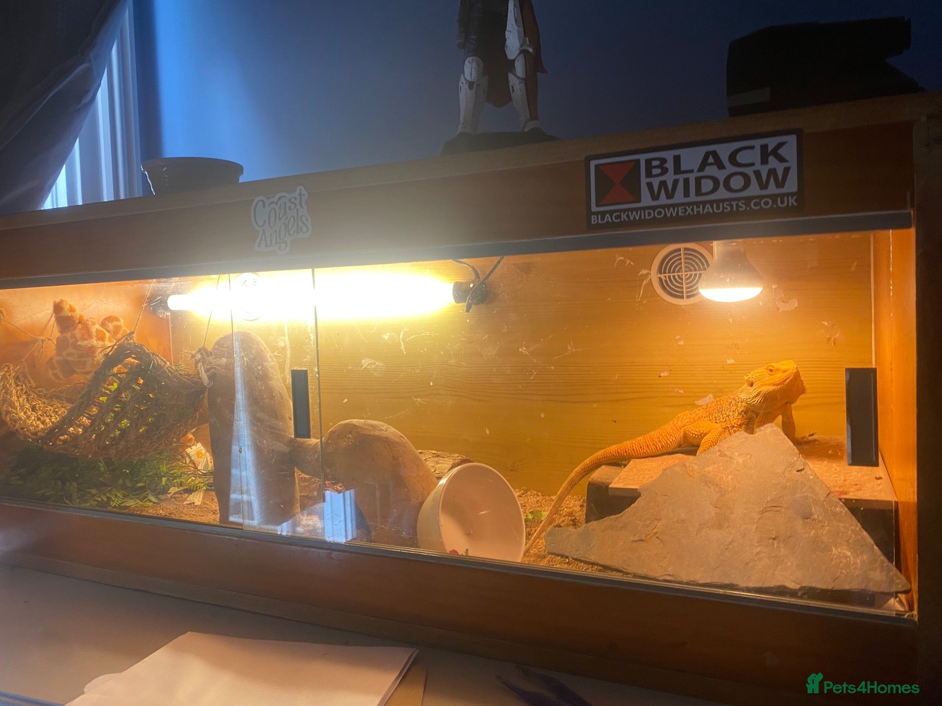 Bearded Dragon reptiles Gnar the bearded dragon looking for a home  - Advert 1