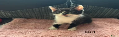 Mixed Breed Kitten 1