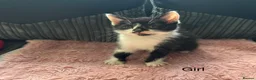 Mixed Breed cats for sale: 3 lovely Kittens for sale  in Wednesbury - Advert 3