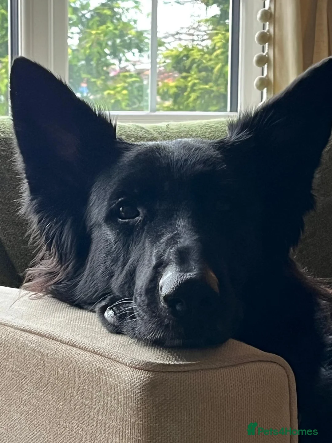 German Shepherd dogs for sale: Female large black German Shepherd in Andover - Advert 1