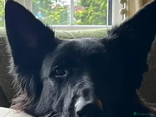 German Shepherd dogs Female large black German Shepherd - Advert 1