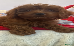Cavapoo dogs for sale: Cavapoo BOY pup ready now ⭐️⭐️⭐️ - Image 5