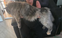 Maine Coon cats for sale: Beautiful Maine Coon female - Image 4