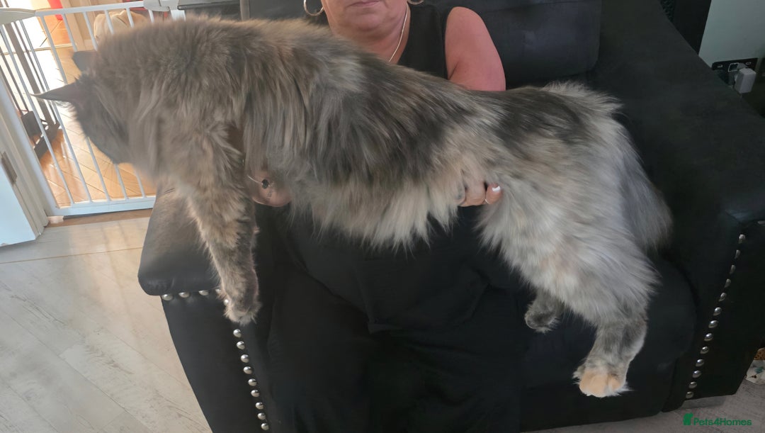 Maine Coon cats for sale: Beautiful Maine Coon female - Image 4