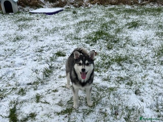 Pomsky dogs F3 Pomsky puppies for sale - Advert 2