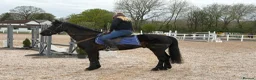 Connemara horses for sale: Classy little 14hh Connemara Gelding - Advert 3