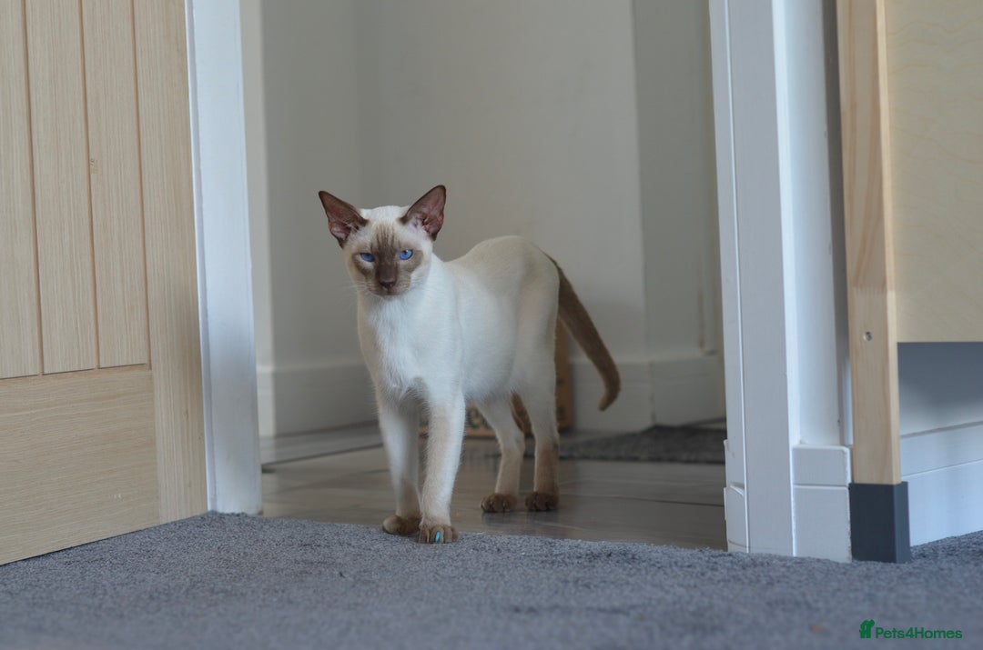 Siamese cats for stud: GORGEOUS WEDGEHEAD TYPE SIAMESE STUD - Image 6