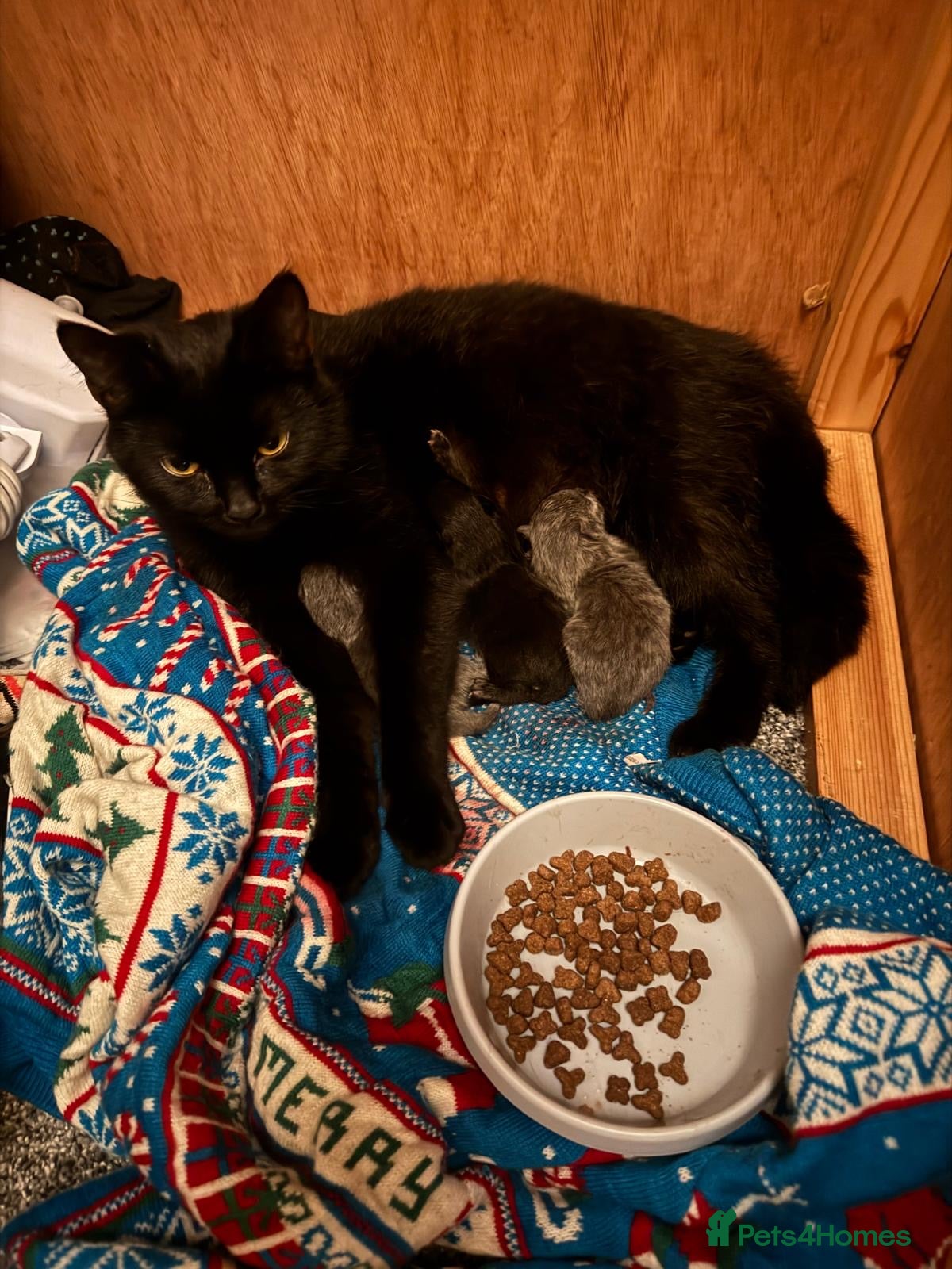 Mixed Breed cats Three kittens - Advert 4