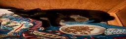 Mixed Breed cats for sale: Three kittens - Advert 1