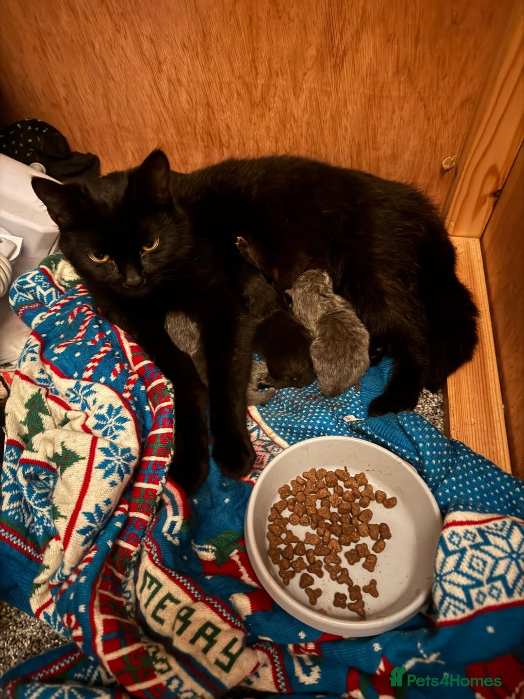 Mixed Breed cats for sale: Three kittens - Advert 1