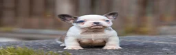 French Bulldog dogs for sale: French bulldog puppies please read description  in Cinderford - Advert 3