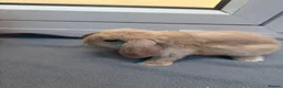 Mini Lop rabbits for sale: Mini loop bunnies  - Advert 3