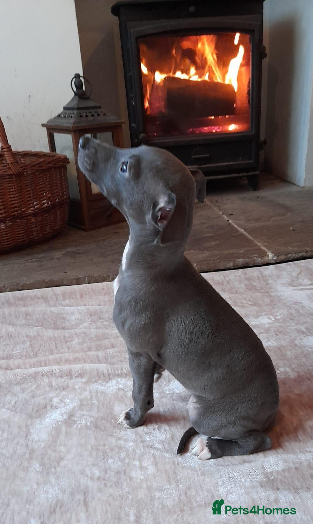 Mixed Breed dogs for sale: Wiggys for sale - Advert 2