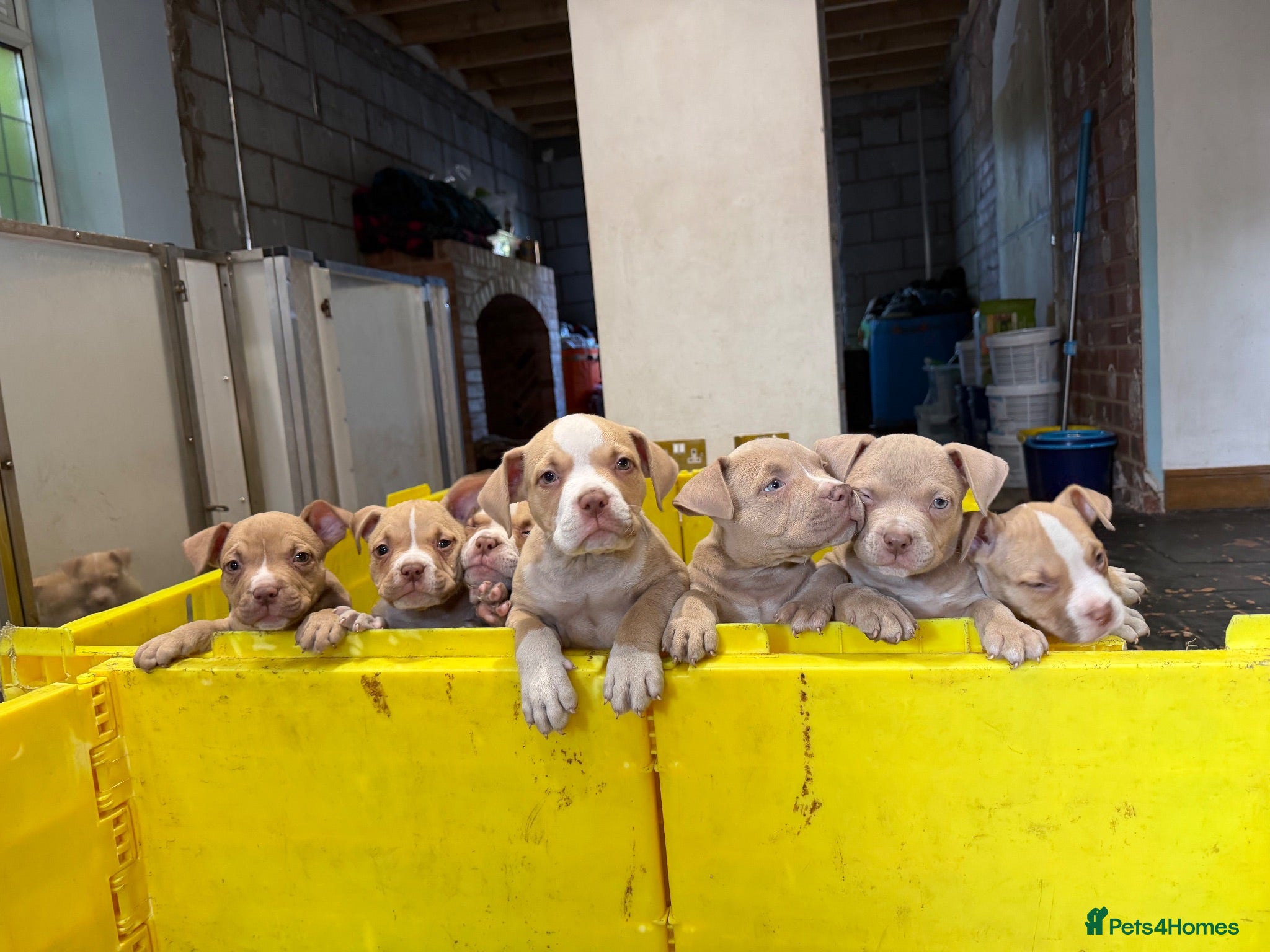 American Bully dogs American  bully puppies - Advert 7